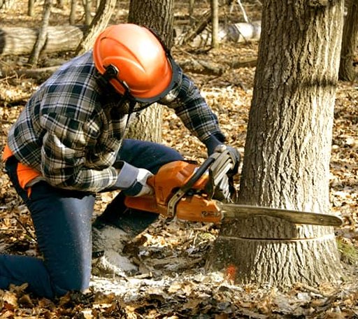 Tree Removal in Prince George, VA